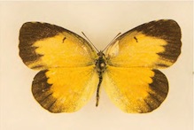 Sleepy Orange butterfly